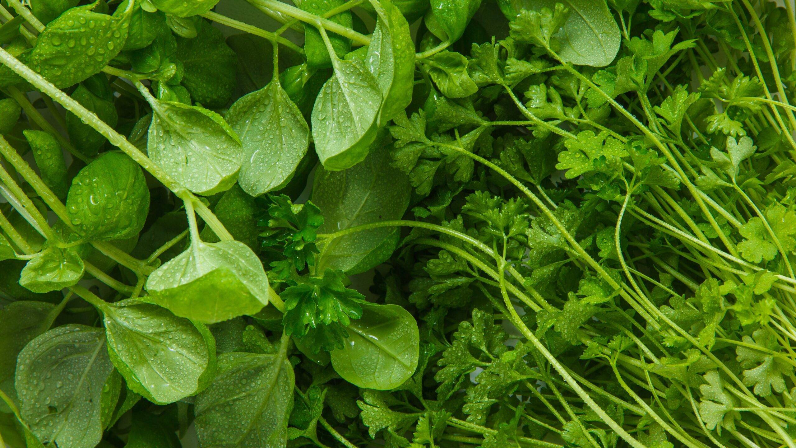 Top view greens leaf vegetables. horizontal